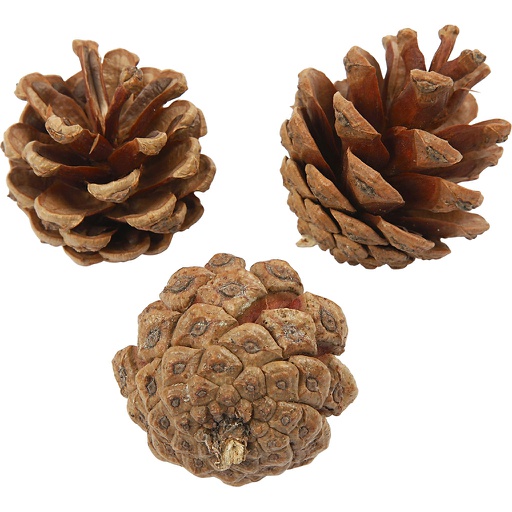 [CR50226] Dennenappels, d 40 mm, ca. 60 stuk, 500 gr/ 1 doos